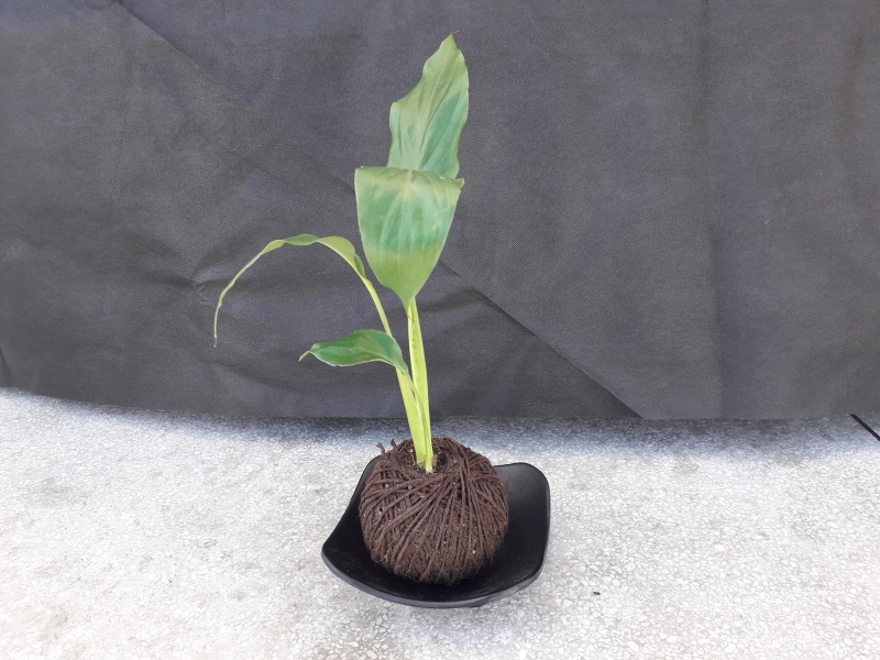 oficina_como_fazer_kokedama